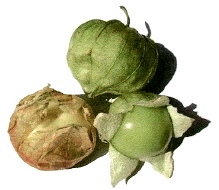 Tomatillo